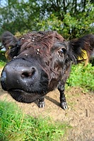 Nosy Galloway calf
