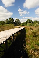 Wooden walk bridge over the marsh