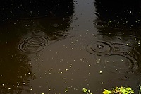 Raindrops on the water