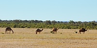 Dromedary (aka Camel)