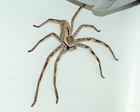 Huntsman Spider in our Camper