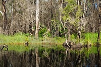 Great Sandy National Park (aka Everglades)
