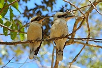 Laughing Kookaburra Pair