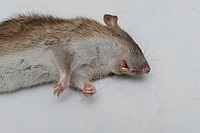 Rat