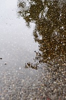 Reflections in a puddle