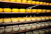 Small cheese wheels at different stages