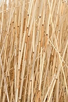 Reed Stems