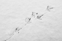 Snow Tracks