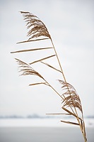 Reed Flowers